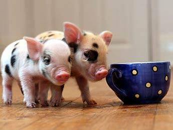 http://alternativehousewife.com/wp-content/uploads/2009/10/micro-pigs.jpg