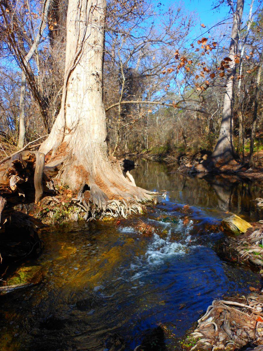 Best Fall Foliage in Texas