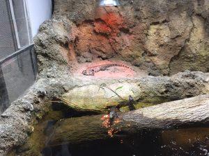 A large tegu in the same enclosure as two baby caimans. Photo by Frank Garcia