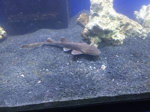 A baby nurse shark in a small tank. Photo by Frank Garcia