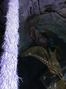 The Giant Pacific Octopus sitting in the corner or its tank. Photo by Frank Garcia