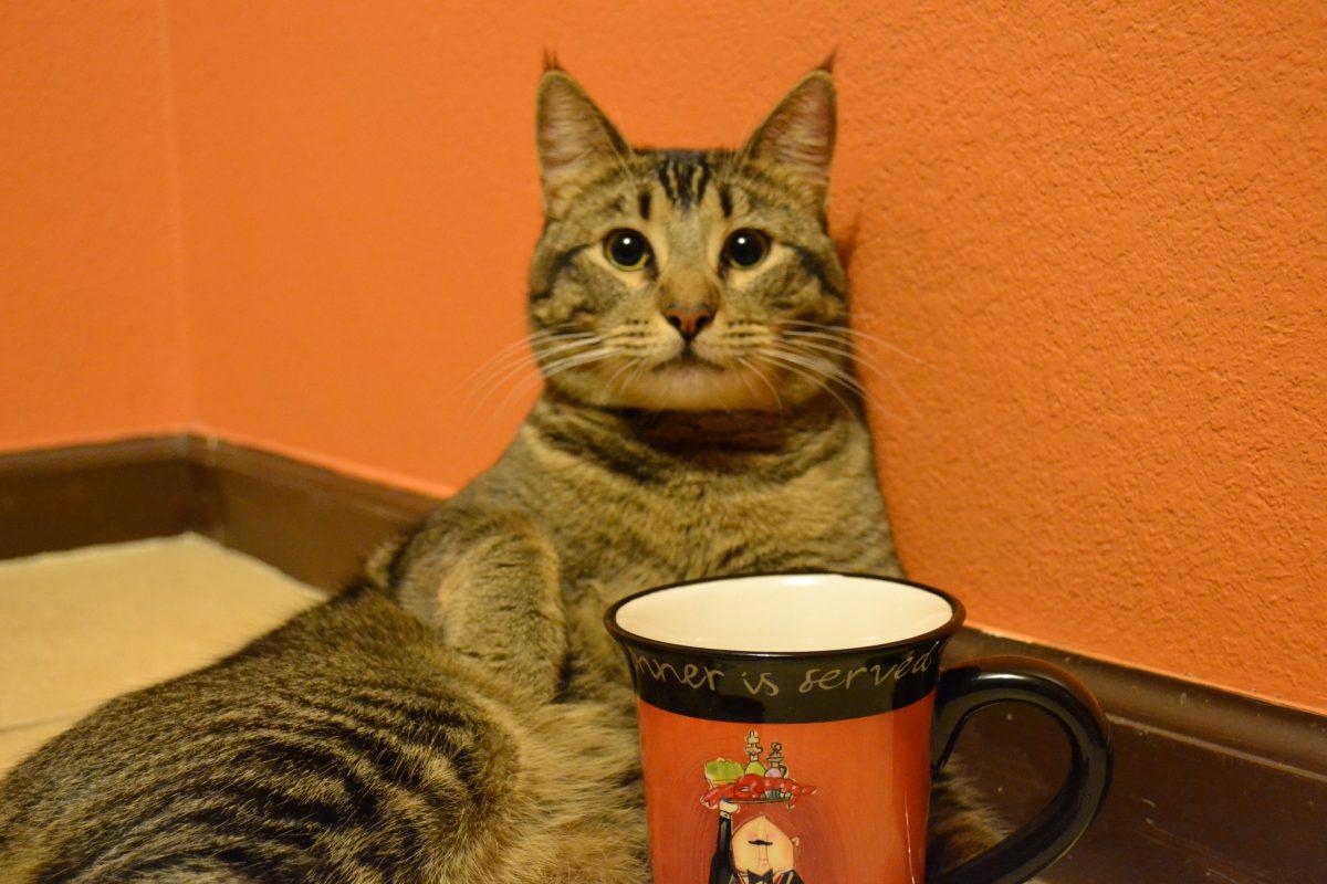 Cartmina enjoying a nice cup of water. Photo by Vanessa Ramirez 