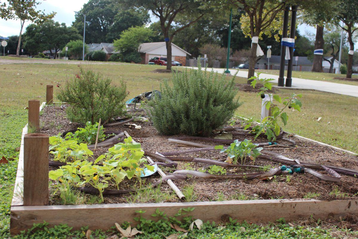 APES garden out by the bus lanes.
Photo by : Megan Howell