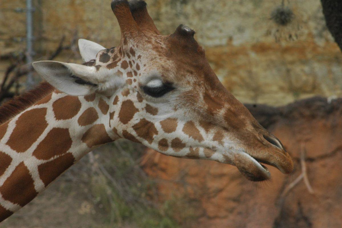 The Boys are Back in Town at the San Antonio Zoo