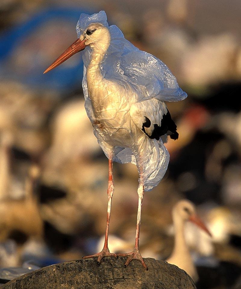 Why Everyone Should Stop Using Plastic