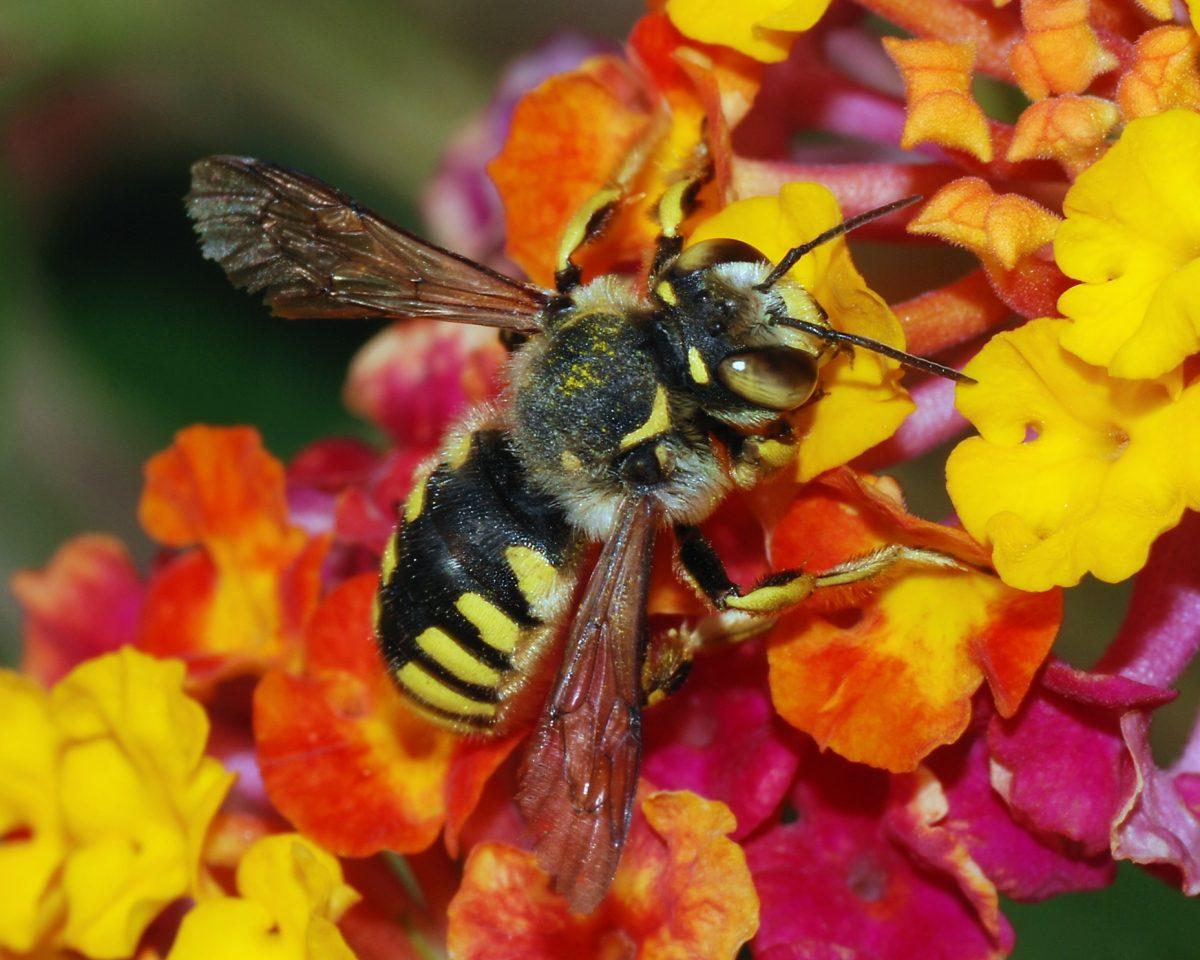 Bee on a flower.
(Credit to telegraph.co.uk)