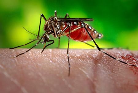 The female Aedes aegypti mosquito, the biggest transmitter of Zika.
Photo by www.medicinenet.com