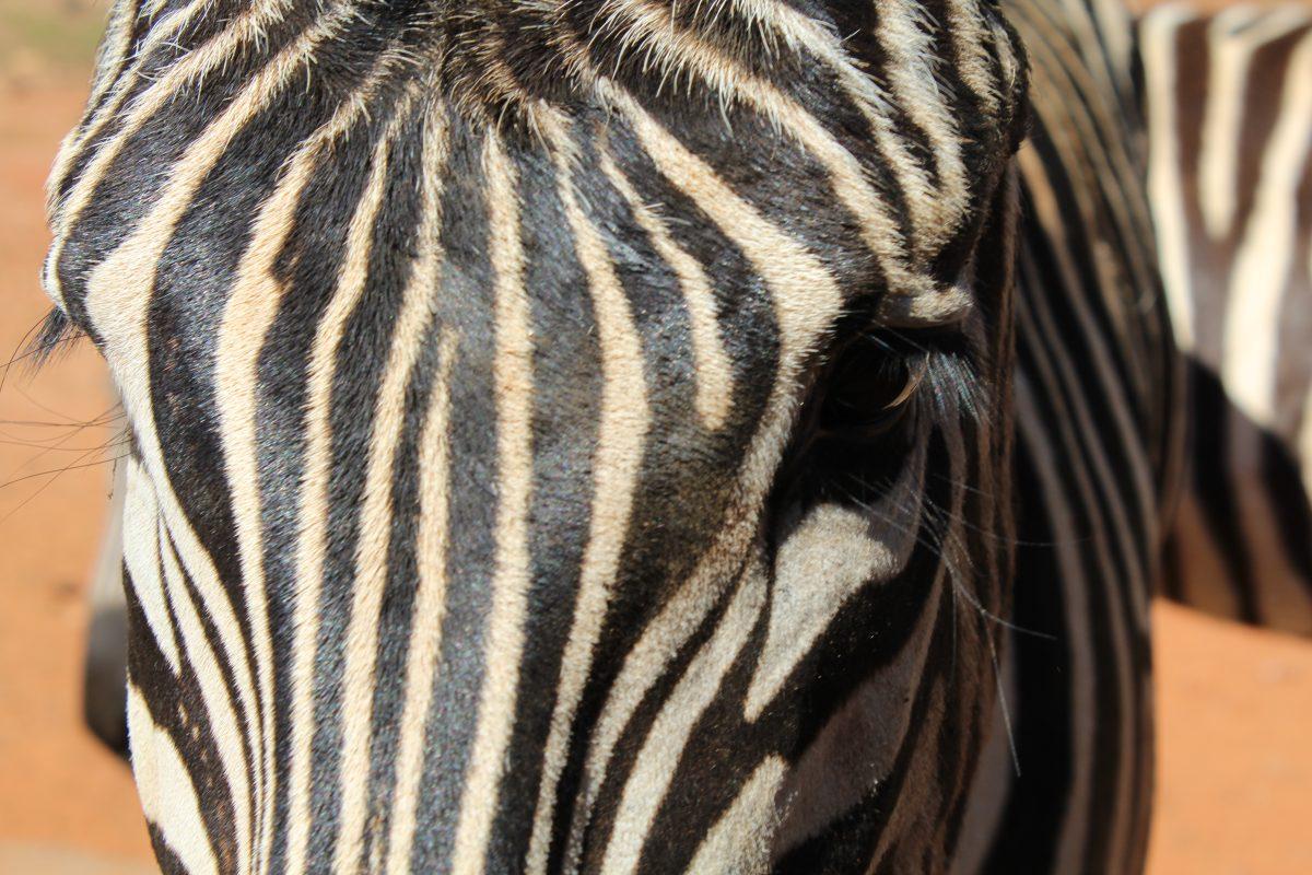 A Hartman's zebra waiting for food.