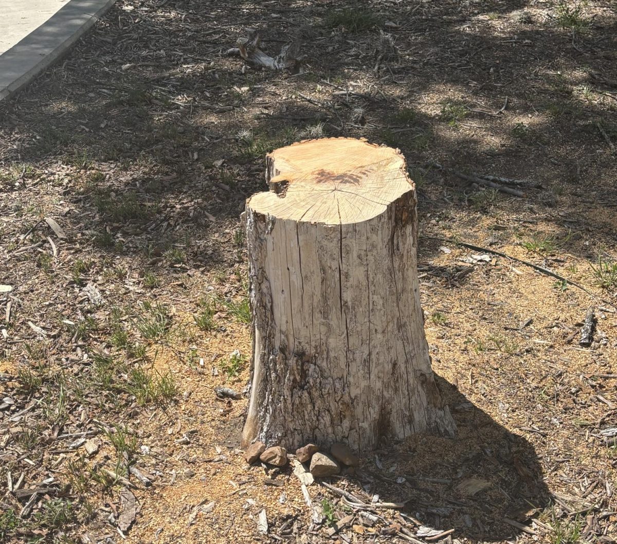 Tree stumps and branch stumps on March 23, the week after they were cut down due to weather conditions and dead branches by Krystal Trueba.  